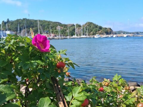 Hostel Varvet in Ellös